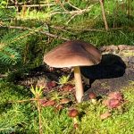 IMG_0150